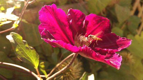 Close-up of bee on flower