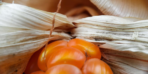 Close-up of orange eggs