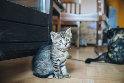 Portrait of cat sitting on wooden floor