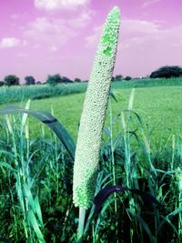 Close-up of plant growing on field against sky