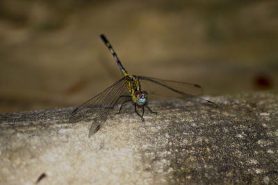 Close-up of dragonfly on rock