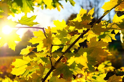 Low angle view of yellow maple leaves against sky