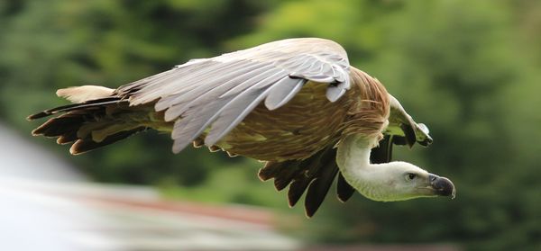 Close-up of vulture flying outdoors