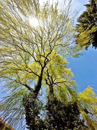 Low angle view of trees against sky