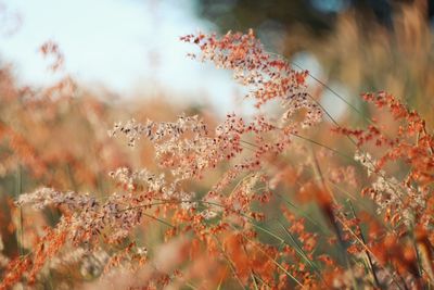 Close-up of flowering plant on field during autumn