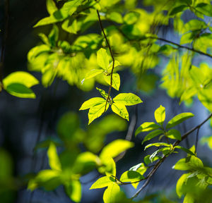 Beautiful, fresh bird cherry leaves against the spring sky.