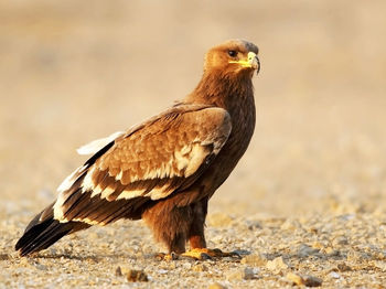 Close-up of bird