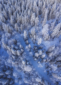 Full frame shot of frozen tree