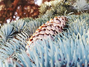 Close-up of pine cones on leaves