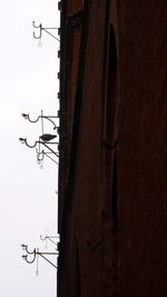 Bird perching on building