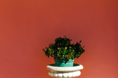 Close-up of potted plant against red wall