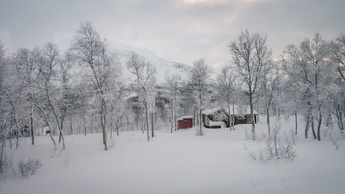 Snow covered forest