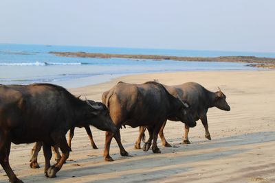 Horses on beach