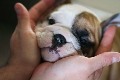 Midsection of person holding small dog