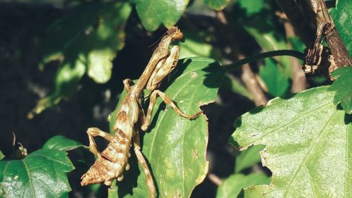 Close-up of praying mantis on leaf during sunny day