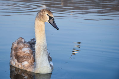 Close-up of swan swimming in lake