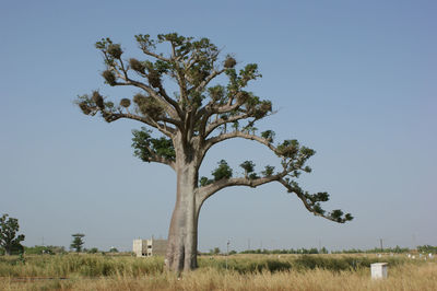 Trees on field against clear sky