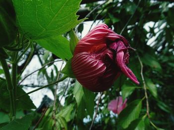 Close-up of red flower blooming outdoors