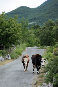 Cows walking on country road