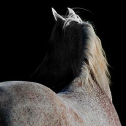 Close-up of animal eye over black background