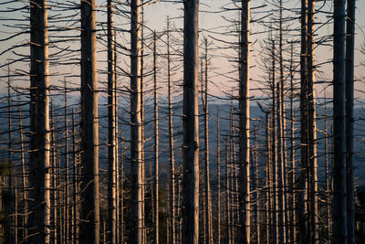 Low angle view of tree trunk