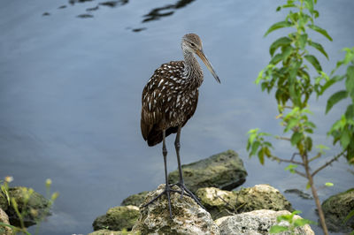 Limpkin bird perching on rock