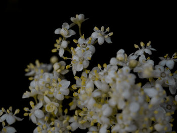 Close-up of fresh flowers blooming against black background