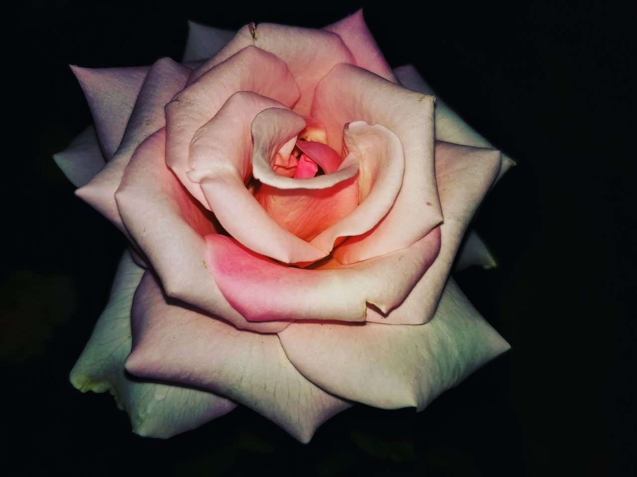 CLOSE-UP OF ROSE IN BLACK BACKGROUND