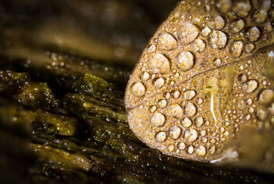 Close-up of raindrops on leaf