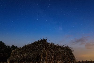 Low angle view of trees against sky at night