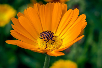 Close-up of yellow flower
