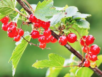 Close-up of red berries growing on tree