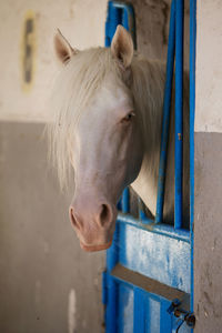 Close-up of a horse in stable