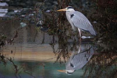 High angle view of gray heron perching on lake