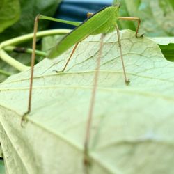 Close-up of insect on leaf