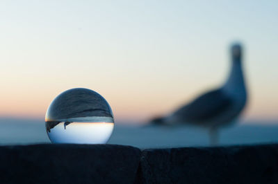 Close-up of bird on rock against sea seen through a glass ball