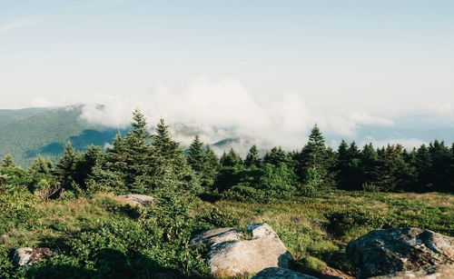 Pine trees in forest against sky