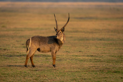 Deer standing on field