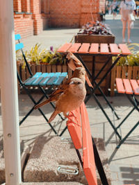 Close-up of bird perching on table