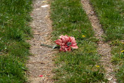 High angle view of flowering plant on footpath