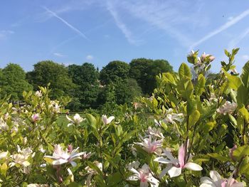 Close-up of flowering plants on field against sky