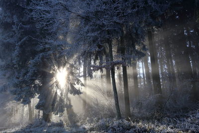 Close-up of snow on tree against sky