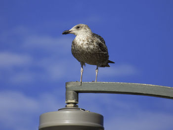 Close-up of bird perching on blue sky