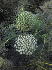 High angle view of succulent plant on field