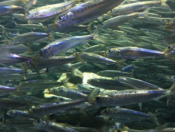 Fish swimming in sea