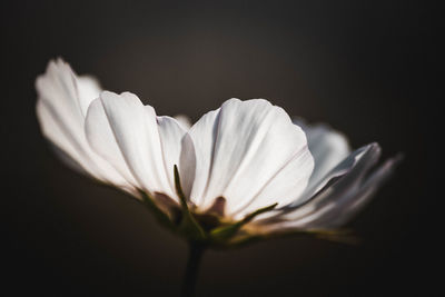 Close-up of white flowering plant against black background