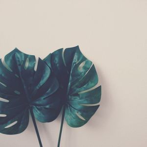 Close-up of plants against white background