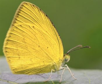 Close-up of butterfly on leaf