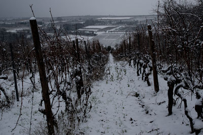 Panoramic shot of frozen trees on land against sky