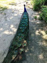 High angle view of peacock